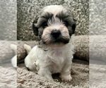 Small Photo #41 Zuchon Puppy For Sale in RENO, NV, USA