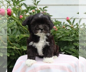 Zuchon Puppy for sale in THORP, WI, USA