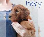 Small Photo #1 Goldendoodle Puppy For Sale in CONCORD, CA, USA