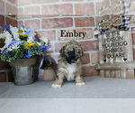 Embry - Female Poodle (Miniature) Puppy for Sale - Photo #7