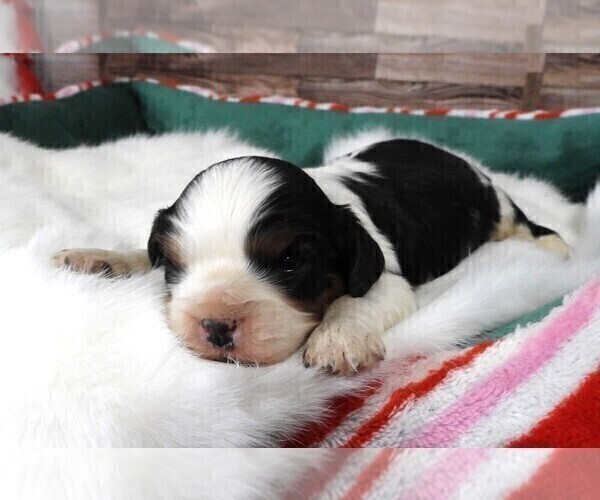 Medium Photo #14 Cavalier King Charles Spaniel Puppy For Sale in CARLISLE, KY, USA
