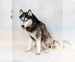 Small #1 Siberian Husky