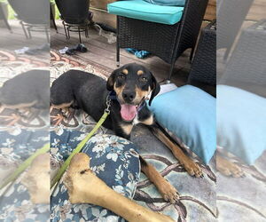Mutt Dogs for adoption in Brewster, NY, USA