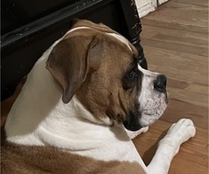 Mother of the Boxer puppies born on 03/20/2025