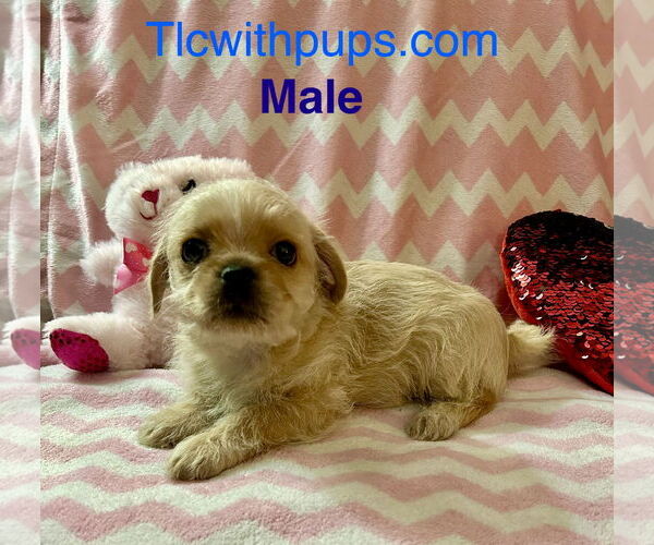 Medium Photo #4 Pug-A-Poo Puppy For Sale in Colton, CA, USA