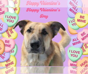 Anatolian Shepherd-Unknown Mix Dogs for adoption in Chestertown, MD, USA