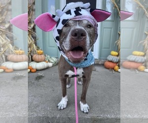 Tressel - Male American Pit Bull Terrier-Unknown Mix Dog for Adoption - Photo #3