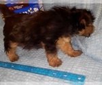 Small Photo #201 Yorkshire Terrier Puppy For Sale in AKRON, OH, USA