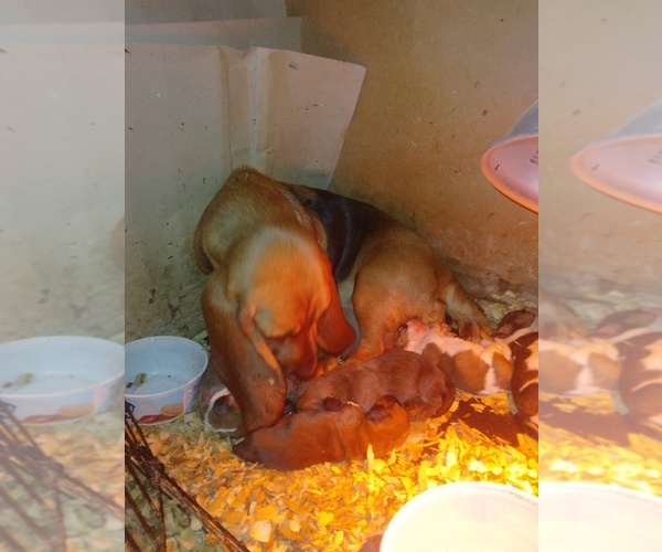 Medium Photo #2 Basset Hound Puppy For Sale in CORTLAND, NY, USA