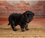 Puppy Jimmy Australian Shepherd