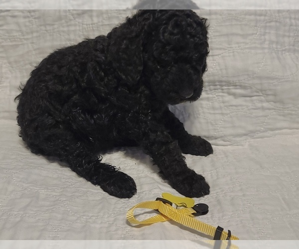 Medium Photo #3 Poodle (Standard) Puppy For Sale in GARDEN CITY, KS, USA