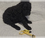 Small Photo #3 Poodle (Standard) Puppy For Sale in GARDEN CITY, KS, USA
