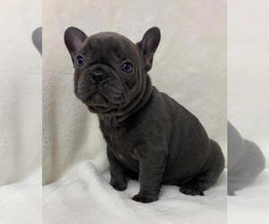 French Bulldog Puppy for sale in CHARLESTON, SC, USA