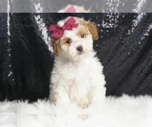 Poodle (Toy) Puppy for sale in WARSAW, IN, USA