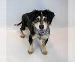 Small #5 Colonial Cocker Spaniel Mix