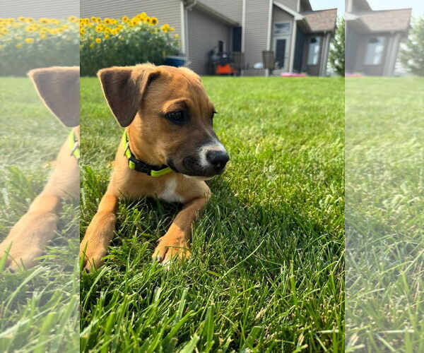 Medium Photo #5 Mutt Puppy For Sale in New London, WI, USA