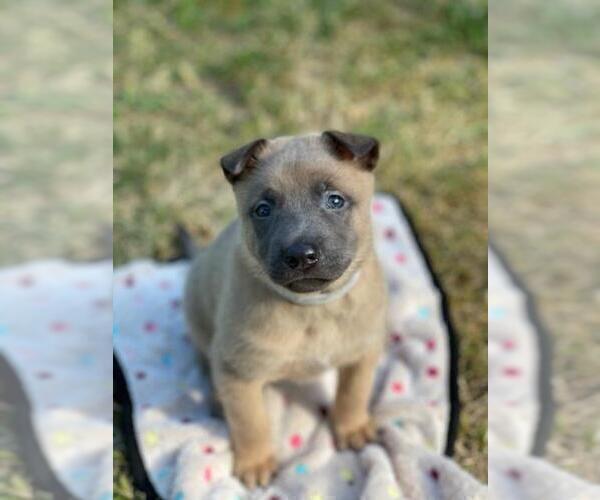 Medium Photo #1 Dutch Shepherd Dog Puppy For Sale in SALEM, VA, USA