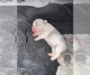 Medium French Bulldog