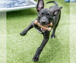 Small #2 Labrador Retriever Mix