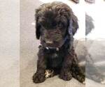 Small Photo #6 Bernedoodle Puppy For Sale in GRANTSVILLE, UT, USA
