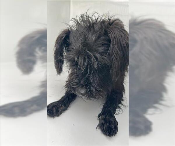 Medium Photo #1 Fox Terrier (Toy) Puppy For Sale in Houston, TX, USA