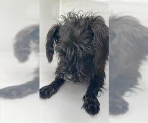 Fox Terrier (Toy) Dogs for adoption in Houston, TX, USA