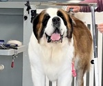 Small Saint Bernard