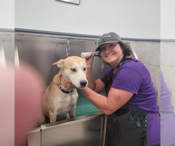 Medium Photo #3 Siberian Husky-Unknown Mix Puppy For Sale in St. Augustine, FL, USA