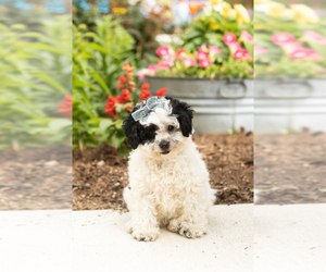 Poodle (Toy) Puppy for sale in NAPPANEE, IN, USA