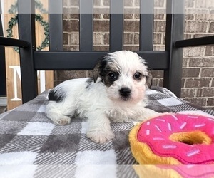 Medium YorkiePoo