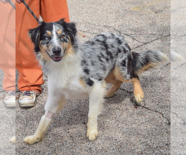Medium Photo #4 Australian Shepherd Puppy For Sale in Huntley, IL, USA