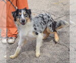 Small #3 Australian Shepherd