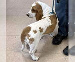 Small #3 Basset Hound