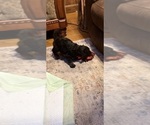 Small Photo #17 Aussiedoodle Puppy For Sale in ASHEVILLE, NC, USA