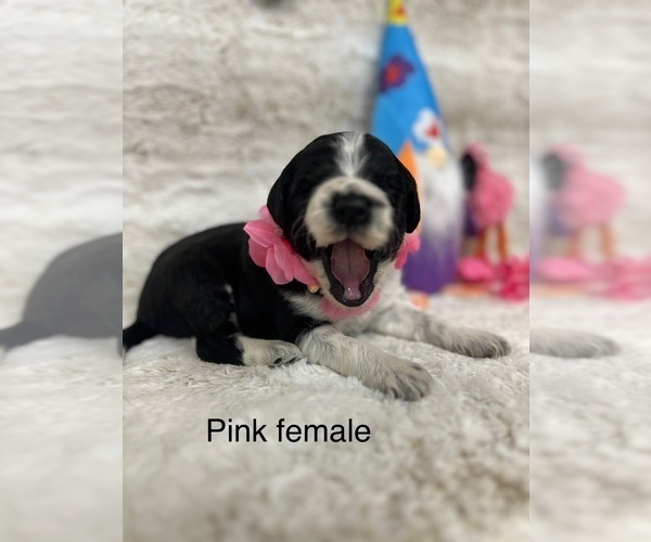 Medium Photo #8 Portuguese Water Dog Puppy For Sale in DES MOINES, IA, USA