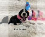 Small #7 Portuguese Water Dog