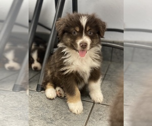 Australian Shepherd Puppy for sale in EXETER, MO, USA