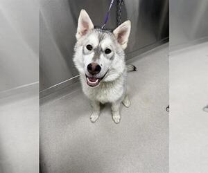 Alaskan Malamute Dogs for adoption in Fairbanks, AK, USA