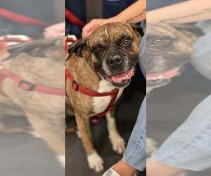 Bruno VII - Male Boxer Dog for Adoption - Photo #3