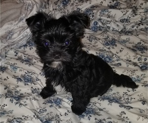Morkie Puppy for sale in HOLLAND, MI, USA