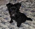 Small Photo #1 Morkie Puppy For Sale in HOLLAND, MI, USA