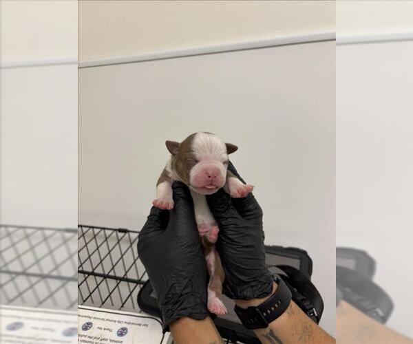 Medium Photo #1 American Pit Bull Terrier-Unknown Mix Puppy For Sale in San Bernardino, CA, USA