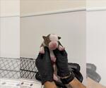 Small American Pit Bull Terrier Mix