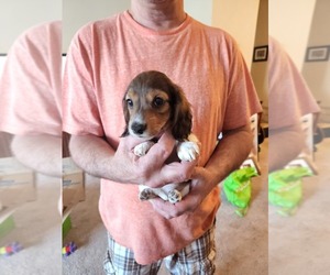Dachshund Puppy for sale in MISSOULA, MT, USA