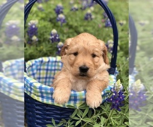 Goldendoodle (Miniature) Puppy for sale in FORT WORTH, TX, USA