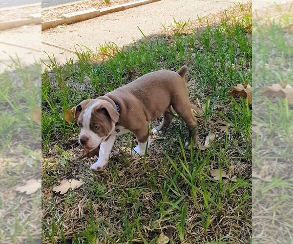 Medium Photo #5 Olde English Bulldogge Puppy For Sale in AUSTIN, TX, USA