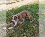 Small #4 Olde English Bulldogge