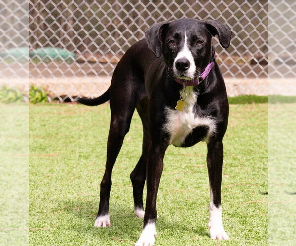 Medium Photo #3 Lab-Pointer Puppy For Sale in Ellijay, GA, USA