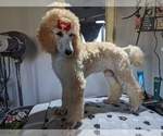 Small Photo #24 Poodle (Standard) Puppy For Sale in SAND SPRINGS, OK, USA