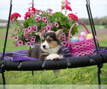 Small Photo #8 Pembroke Welsh Corgi Puppy For Sale in SPRINGFIELD, MO, USA